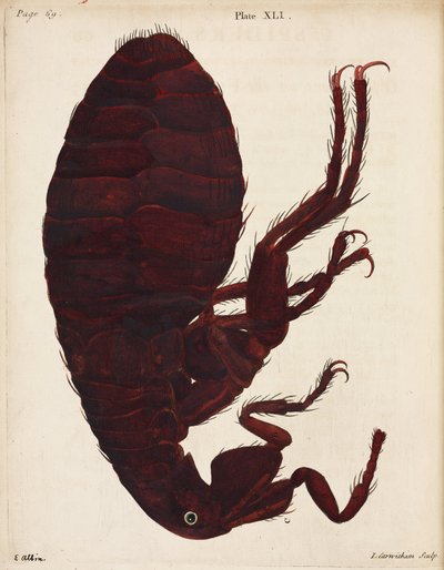 Microscopia da Unbekannt