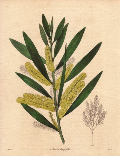 Mimosa (Acacia longifolia), arbusto con fogliame persistente, alto fino a 3-6 metri, con infiorescenze in lunghe spighe giallo limone, molto profumate. Pianta originaria della Nuova Olanda (Australia), introdotta in Gran Bretagna nel 1792. Illustrazione di da Unbekannter Künstler