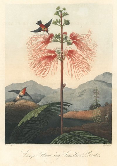 Mimosa sensitiva con colibrì, estratto da Il Tempio della Flora, di Dr. Robert Thornton (1768-1837) da Unbekannter Künstler