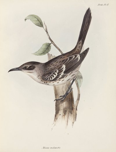 Uccello beffardo, Isole Galapagos, c. 1832-1836 da Unbekannter Künstler
