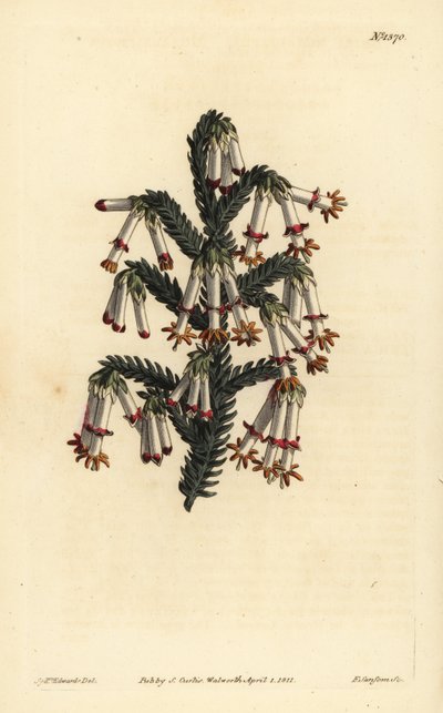 Erica monadelpha, Erica monadelpha da Unbekannt