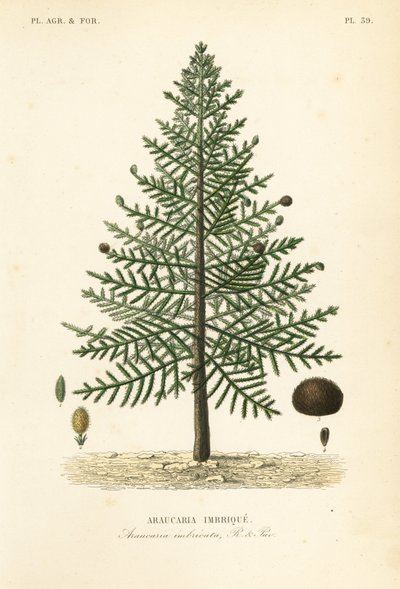 Araucaria del Cile, Araucaria araucana, Araucaria imbricata da Unbekannt