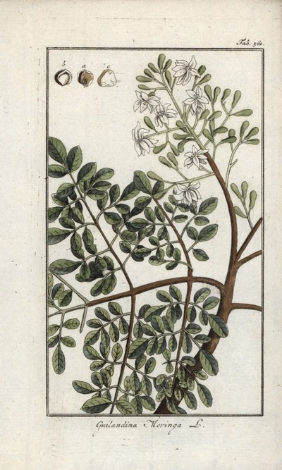Moringa da Unbekannter Künstler