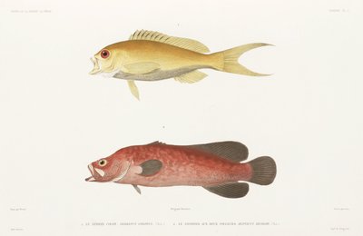 Pesce sapone maculato e Anthias rubino da Unbekannter Künstler