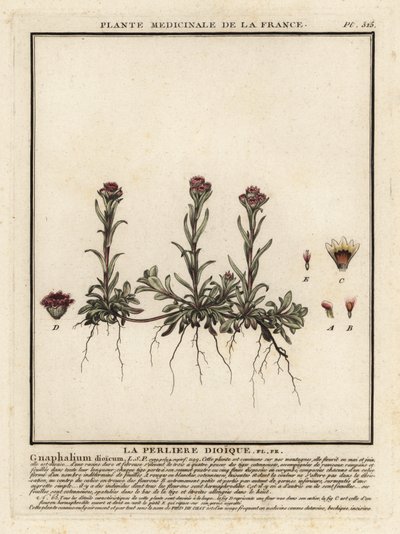 Camedrio montano, Antennaria dioica da Unbekannter Künstler