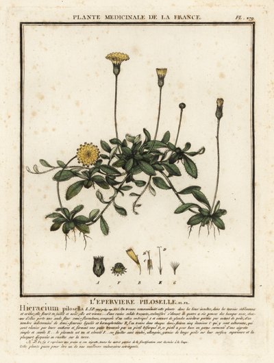 Pilosella officinarum da Unbekannter Künstler