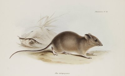 Topo, Isole Galapagos, c 1832-1836 da Unbekannter Künstler