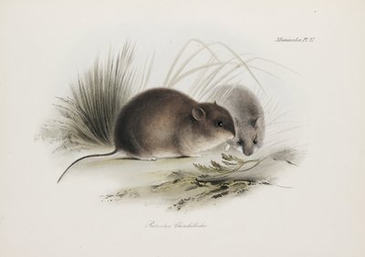 Topo, Terra del Fuoco, Sud America, c. 1832-1836 da Unbekannter Künstler