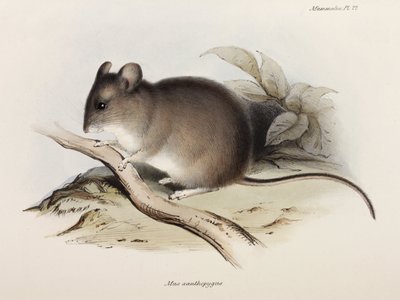 Topo, c 1832-1836 da Unbekannter Künstler