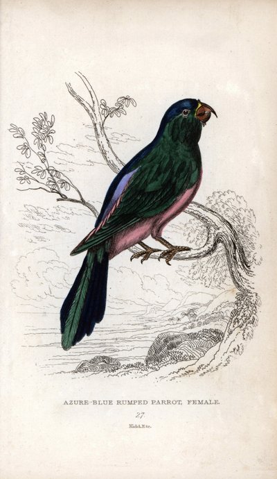 Pappagallo di Muller, Tanygnathus sumatranus. Psittacus cyanopygius (femmina) da Unbekannter Künstler