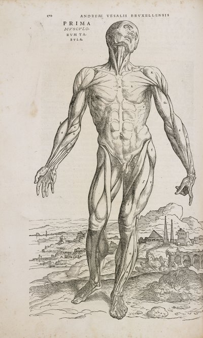 Muscoli Vista frontale dei muscoli superficiali del corpo umano maschile da Unbekannt
