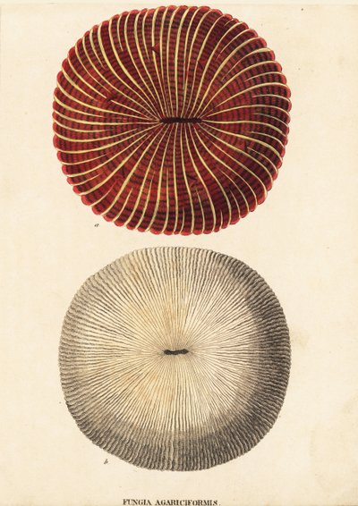 Corallo fungo, Fungia fungites (Fungia agariciformis). Incisione su acciaio colorata a mano dalla 