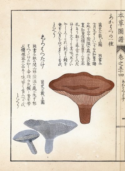 Funghi: akahatsu lacatire e shirohatsudake (stampa giapponese) da Unbekannter Künstler