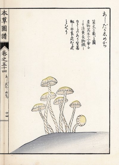 Funghi: shimeji ashitaka (stampa giapponese) da Unbekannter Künstler