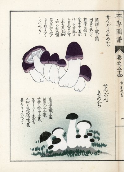 Funghi: varietà di shimeji (stampa giapponese) da Unbekannter Künstler