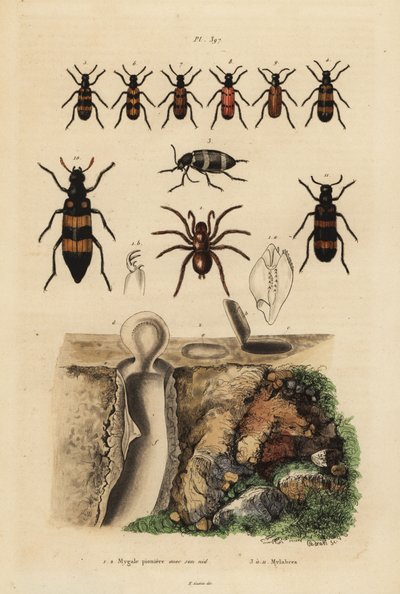 Ragno trappola mygalomorph e il suo nido, e coleotteri, specie Mylabris da Unbekannt