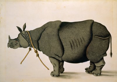 Rinoceronte possibilmente dalla Collezione Francis Buchanan, c.1800, artista sconosciuto da Unbekannter Künstler