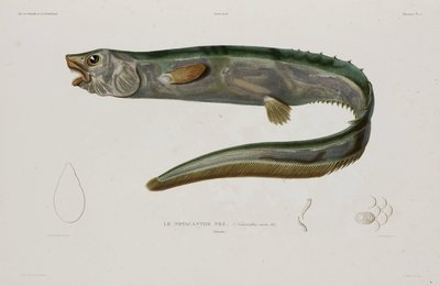 Natacanthus nasus, Islanda, inizio XIX secolo da Unbekannter Künstler