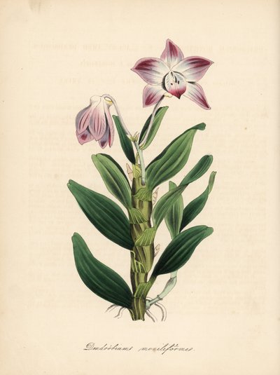 Orchidea dendrobium a stelo collana, Dendrobium moniliforme. Zincografia a mano colorata di C. Chabot disegnata da Miss M. A. Burnett da Plantae Utiliores: or Illustrations of Useful Plants, Whittaker, Londra da Unbekannter Künstler