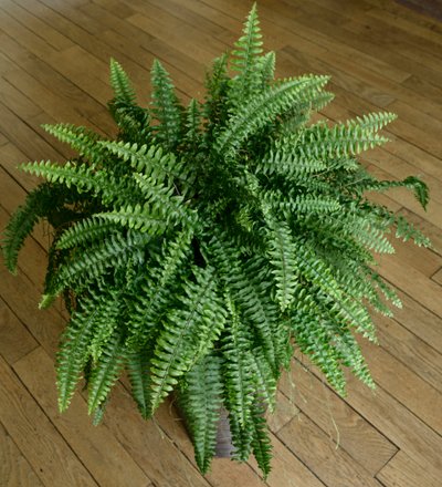 Nephrolepis exaltata, felce in una casa da Benjamin Baud