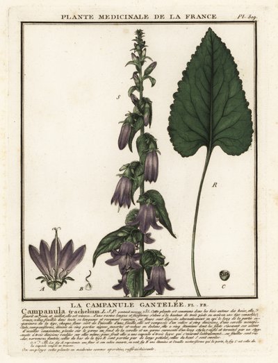 Campanula trachelium da Unbekannter Künstler
