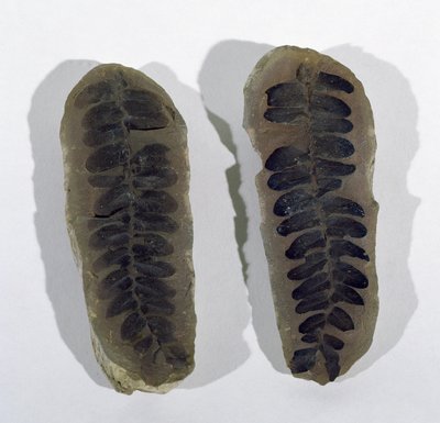 Neuropteris (Fronda di felce marina) trovata a Coseley, Staffordshire, Periodo Carbonifero Superiore da Unbekannt