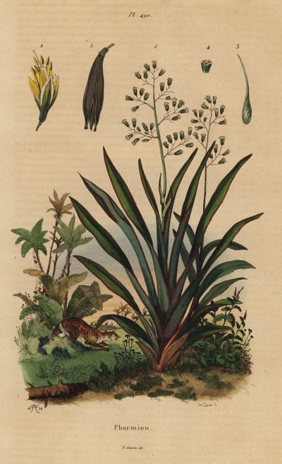 Lino della Nuova Zelanda o harakeke, Phormium tenax da Unbekannt