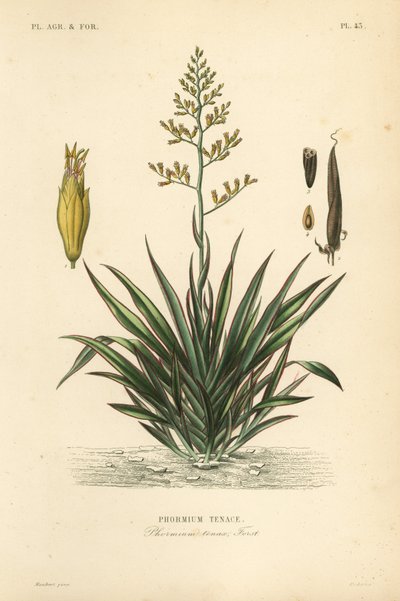 Lino della Nuova Zelanda o harekeke, Phormium tenax da Unbekannt