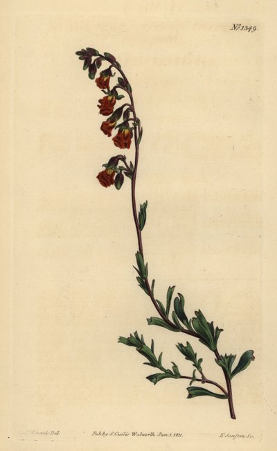 Hermannia odorosa di notte, Hermannia flammea da Unbekannt
