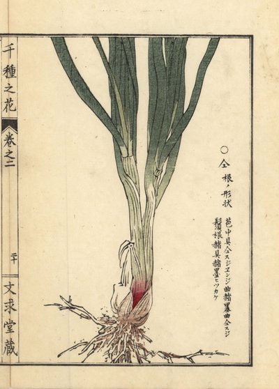 Radice e stelo di erba cipollina cinese, Allium tuberosum da Unbekannter Künstler