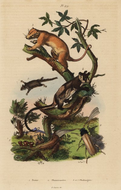Cuscus comune del nord, Phalanger orientalis 3, planigero dal ventre giallo, Petaurus australis 4, planigero dalla coda piumata, Acrobates pygmaeus 5, funghi Peziza 1 e coleottero Psygmatocerus wagleri 2 da Unbekannt