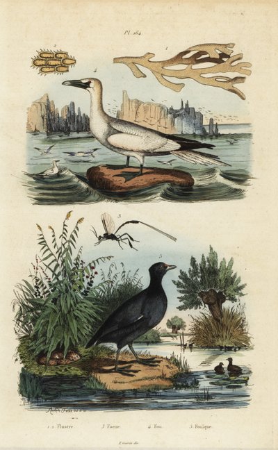 Sula bassana, Morus bassanus 4, folaga dal petto rosso, Fulica rufifrons 5, alga Flustra foliacea 1,2, e vespa Gasteruption 3 da Unbekannt
