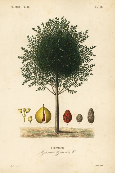 Myristica fragrans da Unbekannt