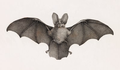 Nycetere della Tebaide, pipistrelli in Egitto da Unbekannt