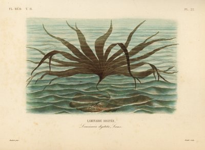Laminaria digitata da Unbekannt