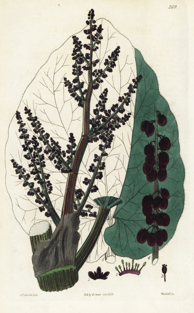 Rabarbaro officinale, Rheum del sud. Incisione a mano colorata da Weddell da un