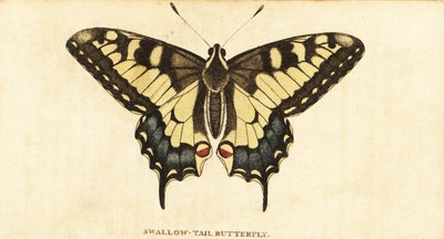 Macaone, Papilio machaon (incisione) da Unbekannter Künstler