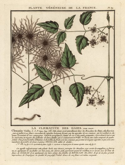 Clematis vitalba da Unbekannter Künstler