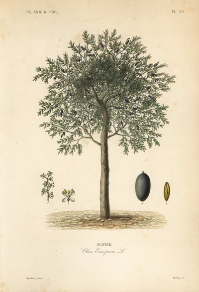 Ulivo, Olea europaea da Unbekannt