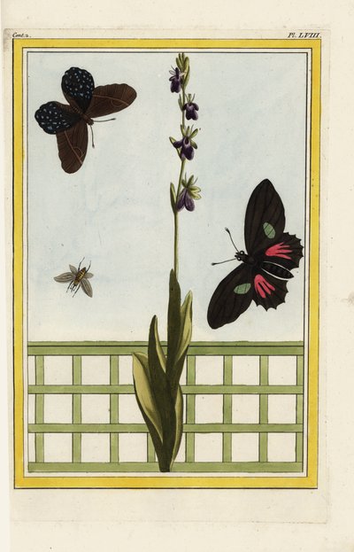 Ofride con fiori a forma di insetto. Orchidea mosca, Ophrys insectifera. Doris longwing, Heliconius doris. Incisione a mano colorata da 
