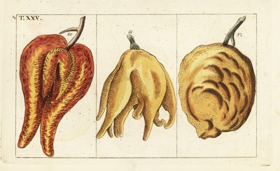 Arance, forme deformi e bulbose, Citrus aurantium da Unbekannter Künstler