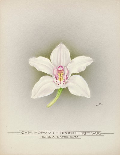 Orchidea da Unbekannter Künstler