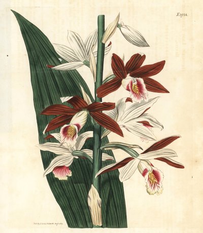 Varietà di orchidea Bifrenaria - Orchidea maggiore delle paludi Phaius tankervilleae. In pericolo. Incisione botanica colorata a mano da "Curtis