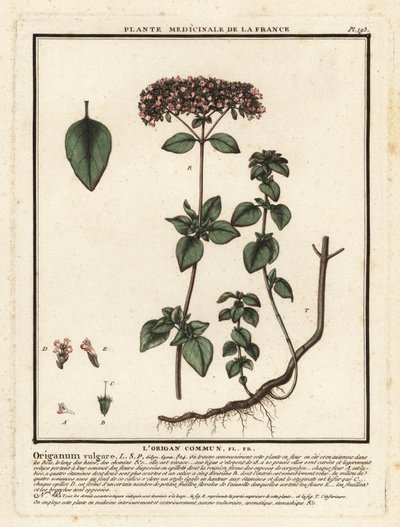 Origano, Origanum vulgare da Unbekannter Künstler