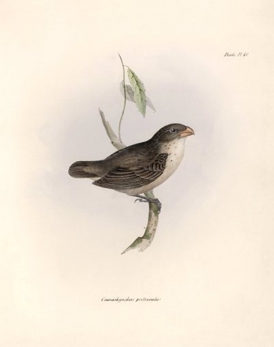 Ornitologia: Camarhynchus psittaculus o Geospize psittacin Descrizione di un passeriforme di Charles Darwin osservato durante la sua spedizione a bordo del Beagle. Tavola da The zoology of the voyage of H.M.S. Beagle. Flight. III, Birds descritti da John G da Unbekannter Künstler