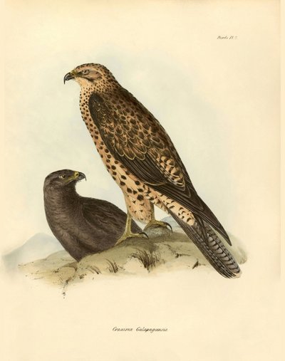 Ornitologia: "Craxirex Galapagoensis" descritto da Charles Darwin durante la sua spedizione a bordo del Beagle. Tavola da "Birds described by John Gould, with notice of their habits by Charles Darwin" da Unbekannter Künstler