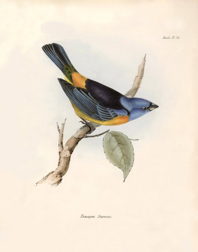 Ornitologia: Thraupinae di Darwin Descrizione di un passeriforme da Charles Darwin (1809-1882) osservato durante la sua spedizione a bordo del Beagle. Tavola da La zoologia del viaggio dell