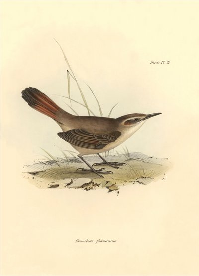 Ornitologia: Eremobius phoenicurus descritta da Charles Darwin durante la sua spedizione a bordo del Beagle. Tavola da La zoologia del viaggio dell