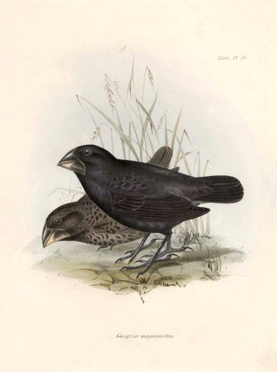 Ornitologia: Geospiza magnirostris o geospiza a becco grande Descrizione di un passeriforme da Charles Darwin (1809-1882) osservato durante la sua spedizione a bordo del Beagle. Tavola da La zoologia del viaggio dell