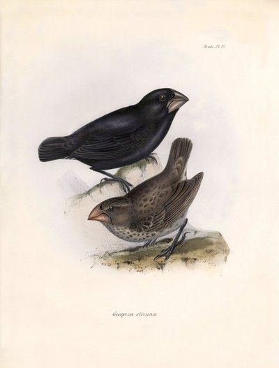 Ornitologia: Geospiza strenua o geospize Descrizione di un passeriforme di Charles Darwin osservato durante la sua spedizione a bordo del Beagle. Tavola da The zoology of the voyage of H.M.S. Beagle. Flight. III, Birds descritti da John Gould da Unbekannter Künstler